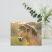 Buckskin Pony Postcard Postkarte (Stehend Vorderseite)