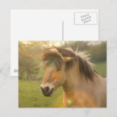 Buckskin Pony Postcard Postkarte (Vorne/Hinten)