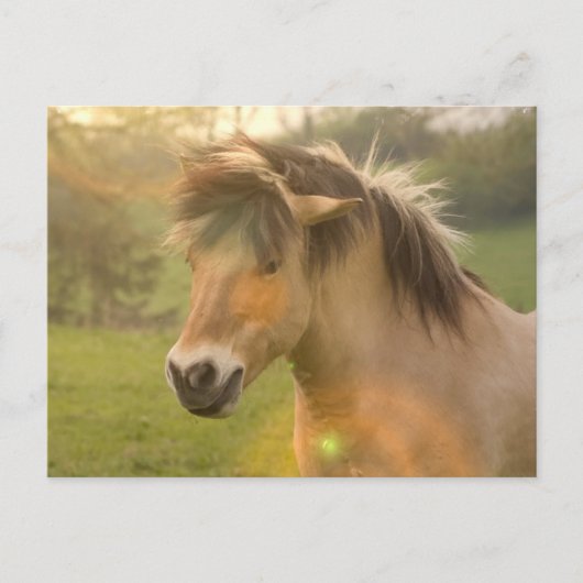 Buckskin Pony Postcard Postkarte (Vorderseite)