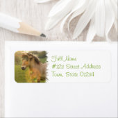 Buckskin Pony-Rücksendeadresse (Insitu)