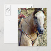Buckskin Rodeo Horse Postkarte (Vorne/Hinten)
