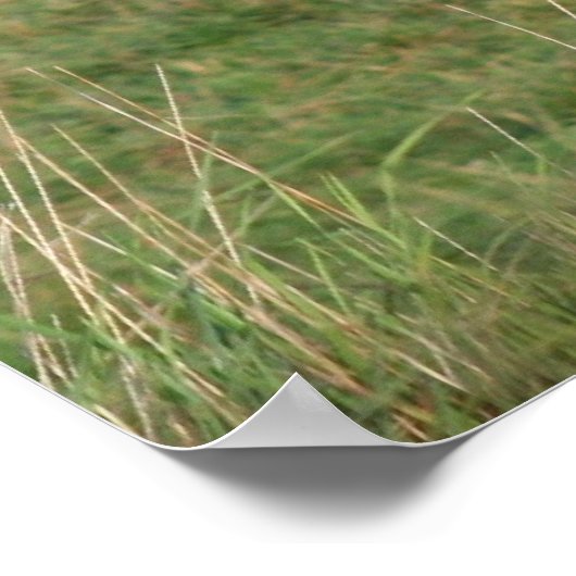 Buckskin Stroll Poster (Ecke)