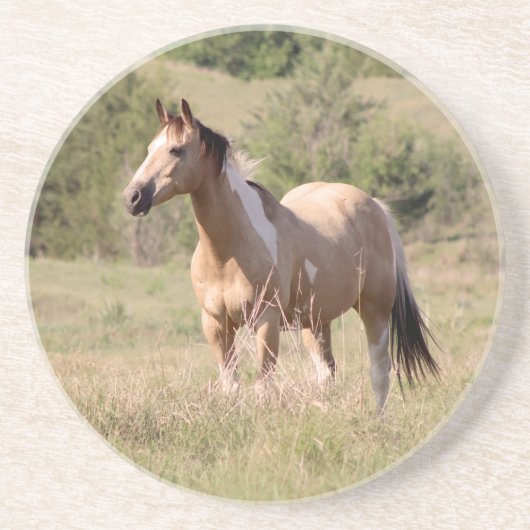 Buckskin Tobiano Horse Posing in Pasture Photo Getränkeuntersetzer (Vorne)
