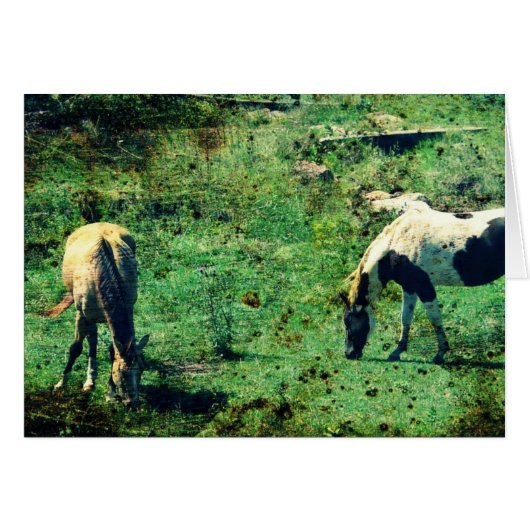 Buckskin und Pinto (Vorderseite (Horizontal))