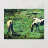 Buckskin und Pinto Postkarte (Vorderseite)