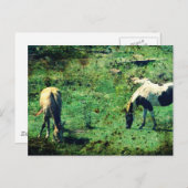 Buckskin und Pinto Postkarte (Vorne/Hinten)