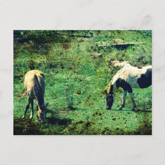 Buckskin und Pinto Postkarte (Vorderseite)
