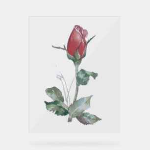 BUD-DESIGN-ROSE für Acrylzeichen Acrylschild