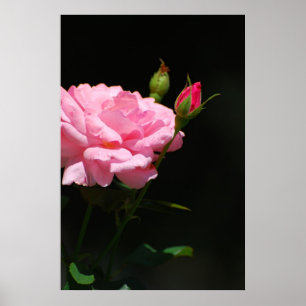 Bud einer Rose Poster
