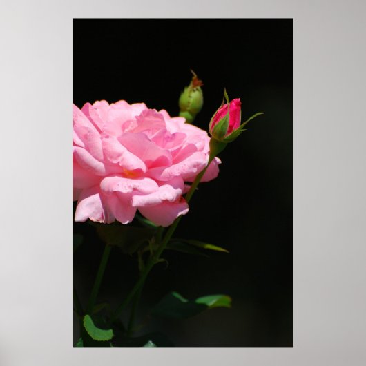 Bud einer Rose Poster (Vorne)