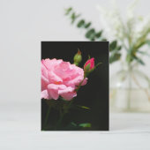 Bud einer Rose Postkarte (Stehend Vorderseite)