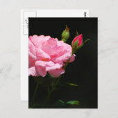 Bud einer Rose Postkarte (Vorne/Hinten)