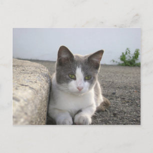 "Bud in color" Postkarte