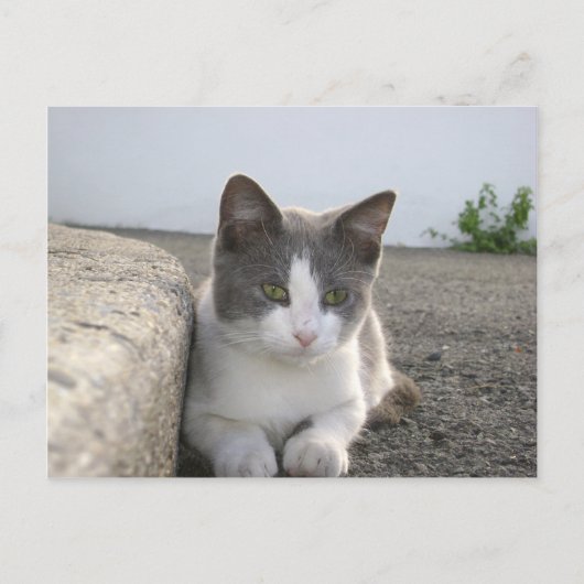 "Bud in color" Postkarte (Vorderseite)