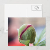 Bud of a Peony/Pfingstrosen Postkarte (Vorne/Hinten)
