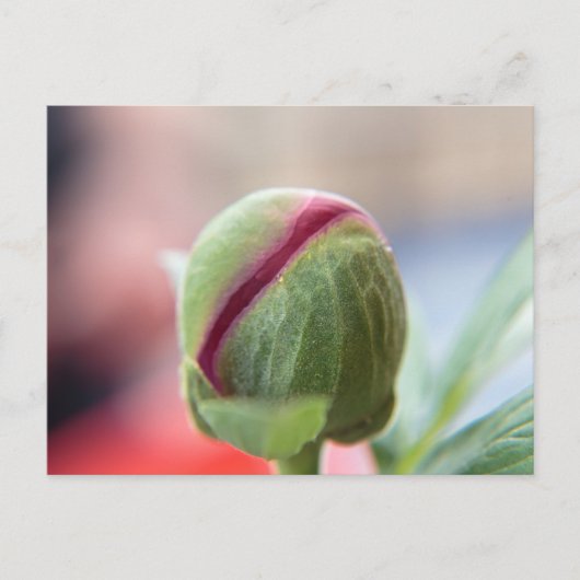 Bud of a Peony/Pfingstrosen Postkarte (Vorderseite)