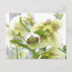 Bud to Blossom - Weiße Bohrlöcher Postkarte