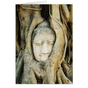 Buddha-Kopf im Feigenbaum. Ayutthaya, Thailand