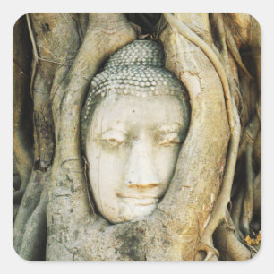 Buddha Kopf in der Feigenbaum .. Ayutthaya, Thaila Quadratischer Aufkleber