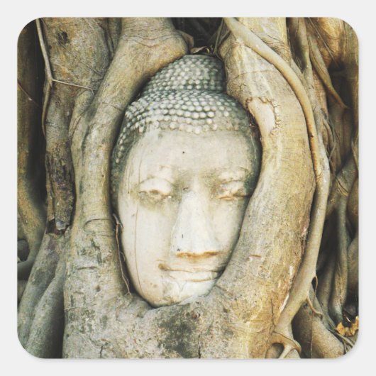 Buddha Kopf in der Feigenbaum .. Ayutthaya, Thaila Quadratischer Aufkleber (Vorderseite)