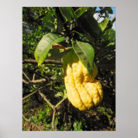 Buddhas Handzitron