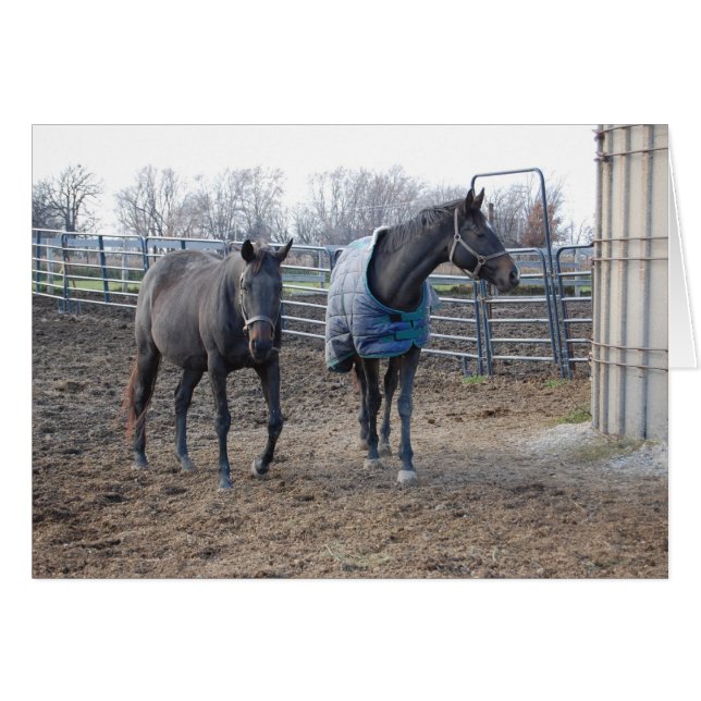 Buddies (Vorderseite (Horizontal))