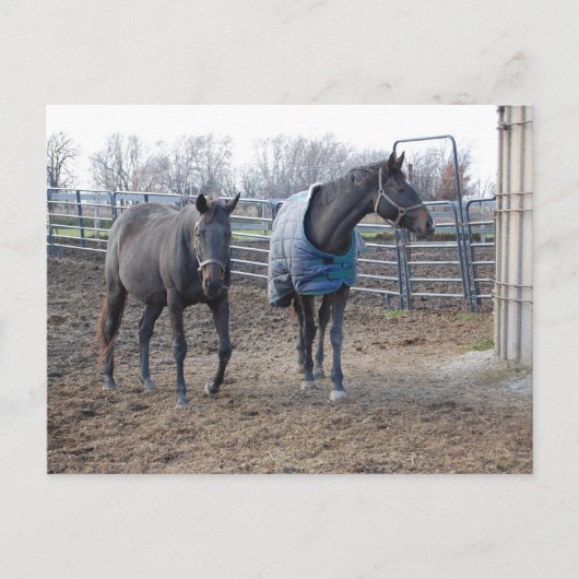 Buddies Postkarte (Vorderseite)