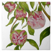 Budding Peonies auf Keramik Tile Fliese (Vorderseite)