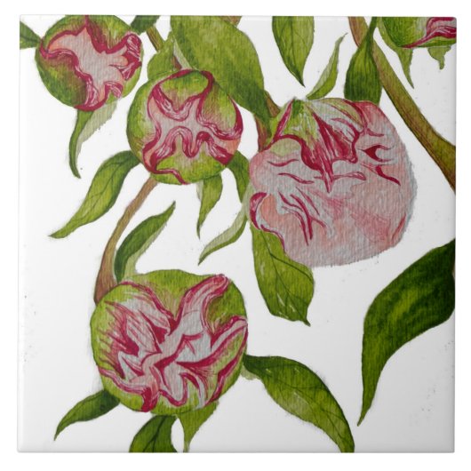 Budding Peonies auf Keramik Tile Fliese (Vorderseite)