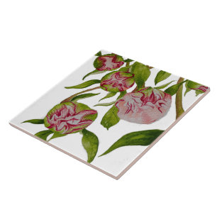 Budding Peonies auf Keramik Tile Fliese