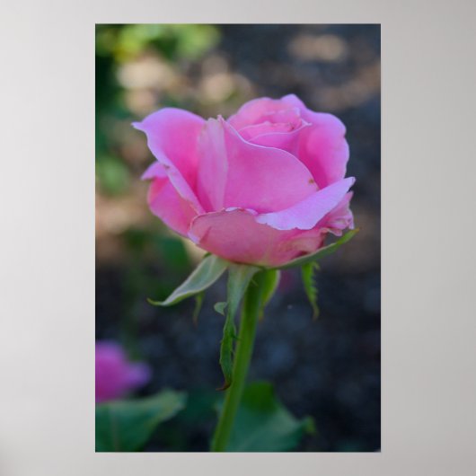 Budding Pink Rose Poster (Vorne)