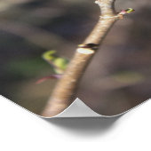 Budding Tree Branch Poster (Ecke)