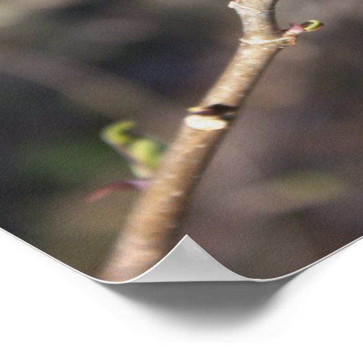Budding Tree Branch Poster (Ecke)