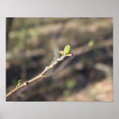 Budding Tree Branch Poster (Vorne)