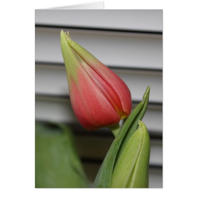 Budding Tulip (Vorne)