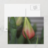 Budding Tulip #2 Postkarte (Vorne/Hinten)