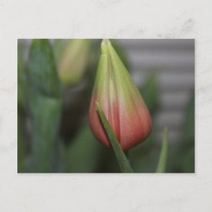 Budding Tulip #2 Postkarte