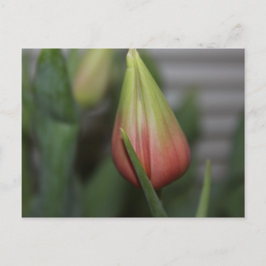 Budding Tulip #2 Postkarte (Vorderseite)