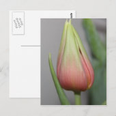 Budding Tulip #3 Postkarte (Vorne/Hinten)