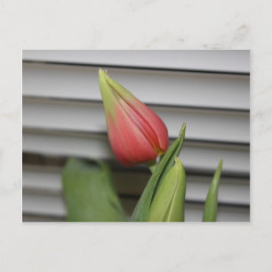 Budding Tulip Postkarte