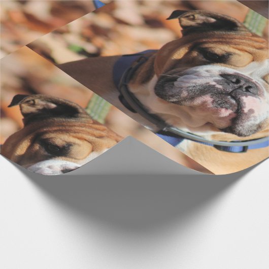 Buddt Bulldog Geschenkpapier (Ecke)