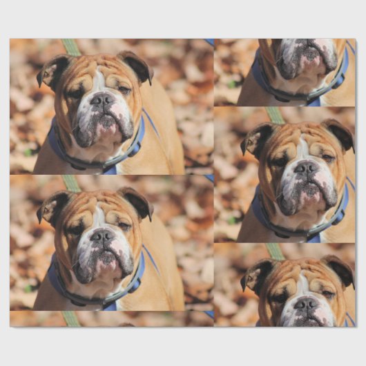 Buddy Bulldog Wrapping Paper Geschenkpapier (Flach)