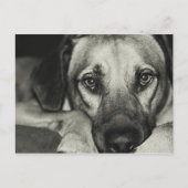 Buddy Postcard Postkarte (Vorderseite)