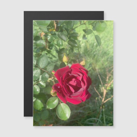 Buddy Rose Magnet (Vorne/Hinten)