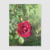 Buddy Rose Magnet (Vorderseite)