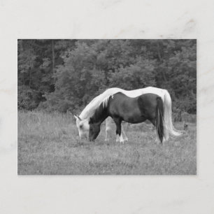 Buddy, s postkarte