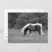 Buddy, s postkarte (Vorne/Hinten)