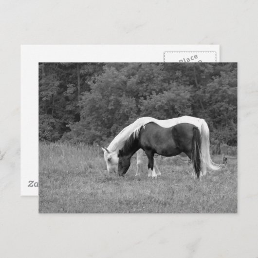 Buddy, s postkarte (Vorne/Hinten)