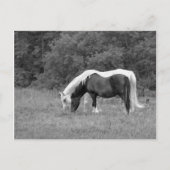 Buddy, s postkarte (Vorderseite)