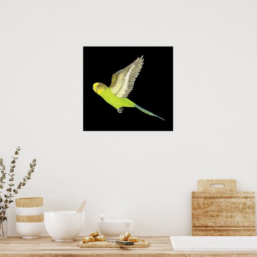 Budgerigar fliegen - Melopsittacus undulatus Poster (Küche)